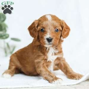 Mia F1b, Cavapoo Puppy